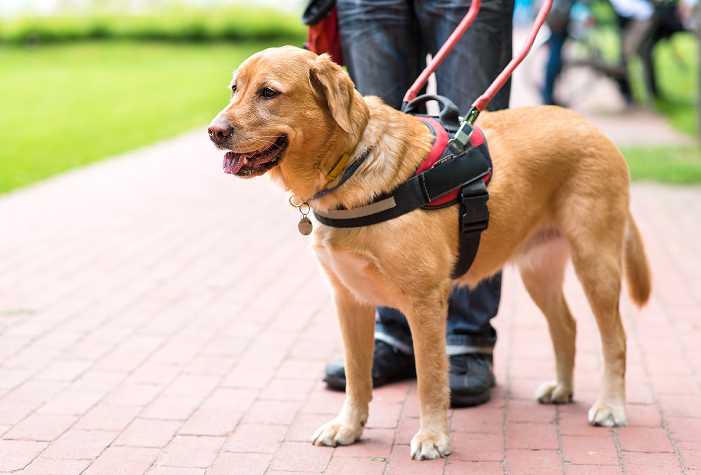 Ein brauner Blindenführhund mit rotem Geschirr steht auf einem gepflasterten Weg. Der Hund ist an einer Führleine befestigt, die von einer Person in Jeans gehalten wird. Der Hund wirkt aufmerksam und wachsam, während er in eine Richtung schaut.