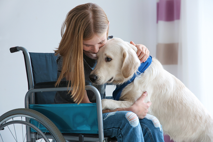 Mädchen im Rollstuhl umarmt liebevoll einen Golden Retriever, der ein blaues Halstuch trägt. Beide wirken glücklich und verbunden. Der Hund legt seine Pfoten auf den Schoß des Mädchens, das ein graues T-Shirt und zerrissene Jeans trägt. Im Hintergrund sind helle Vorhänge zu sehen.
