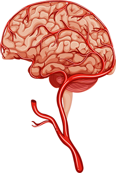 Medizinische Illustration eines menschlichen Gehirns mit detaillierter Darstellung der Blutgefäße, die das Gehirn mit Sauerstoff versorgen.