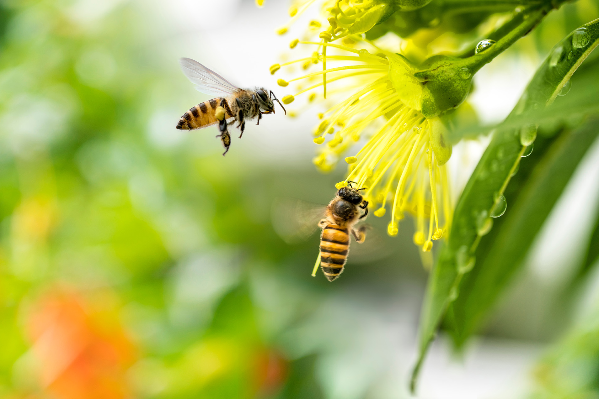 Zwei Bienen sammeln Nektar an leuchtend gelben Blüten mit langen Staubblättern. Eine Biene schwebt in der Luft, während die andere bereits auf der Blüte sitzt. Im Hintergrund unscharfe grüne Blätter mit Tautropfen.